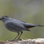 Layanan Bea Cukai Payakumbuh: Satu Langkah Menuju Perdagangan Internasional yang Lebih Baik